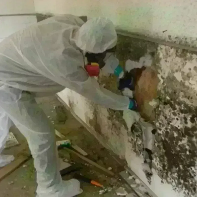 Mold Remediation and Removal in Middlesboro, KY